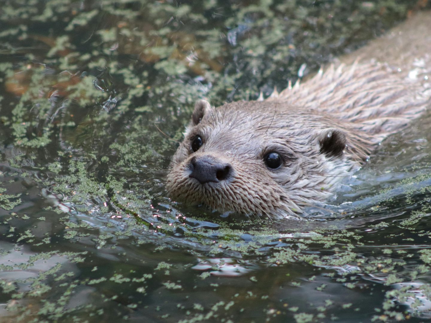 Der Fischotter breitet sich im Rheintal weiter aus.